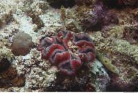 Corals 0013